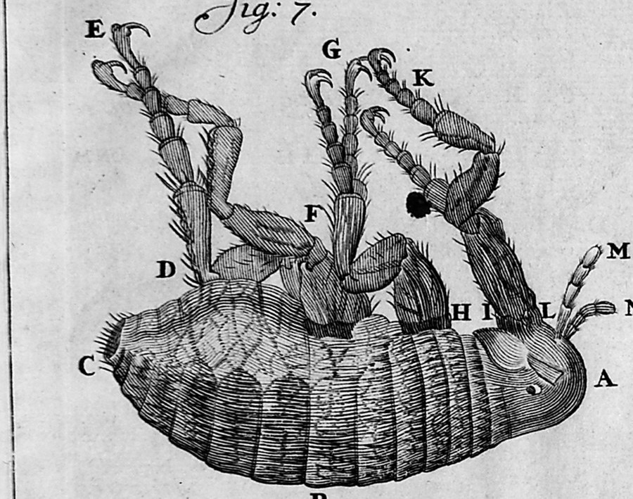 An engraving of a flea lying on its back, huge and hairy, its six jointed legs in the air, each ending in hooked claws.